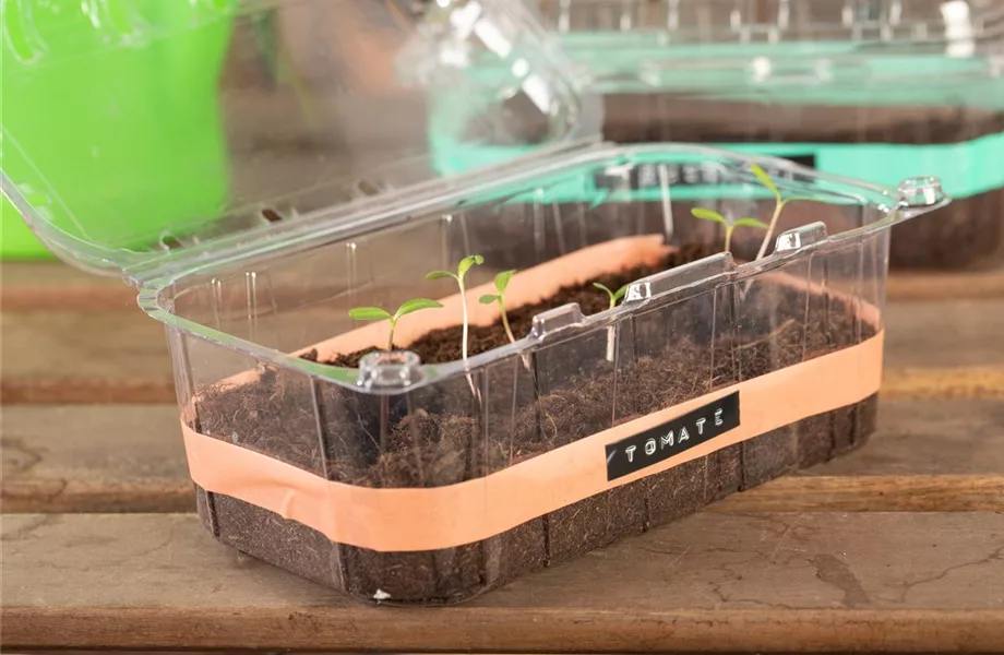 Mini-Gewächshaus – mit Plastik etwas Gutes tun