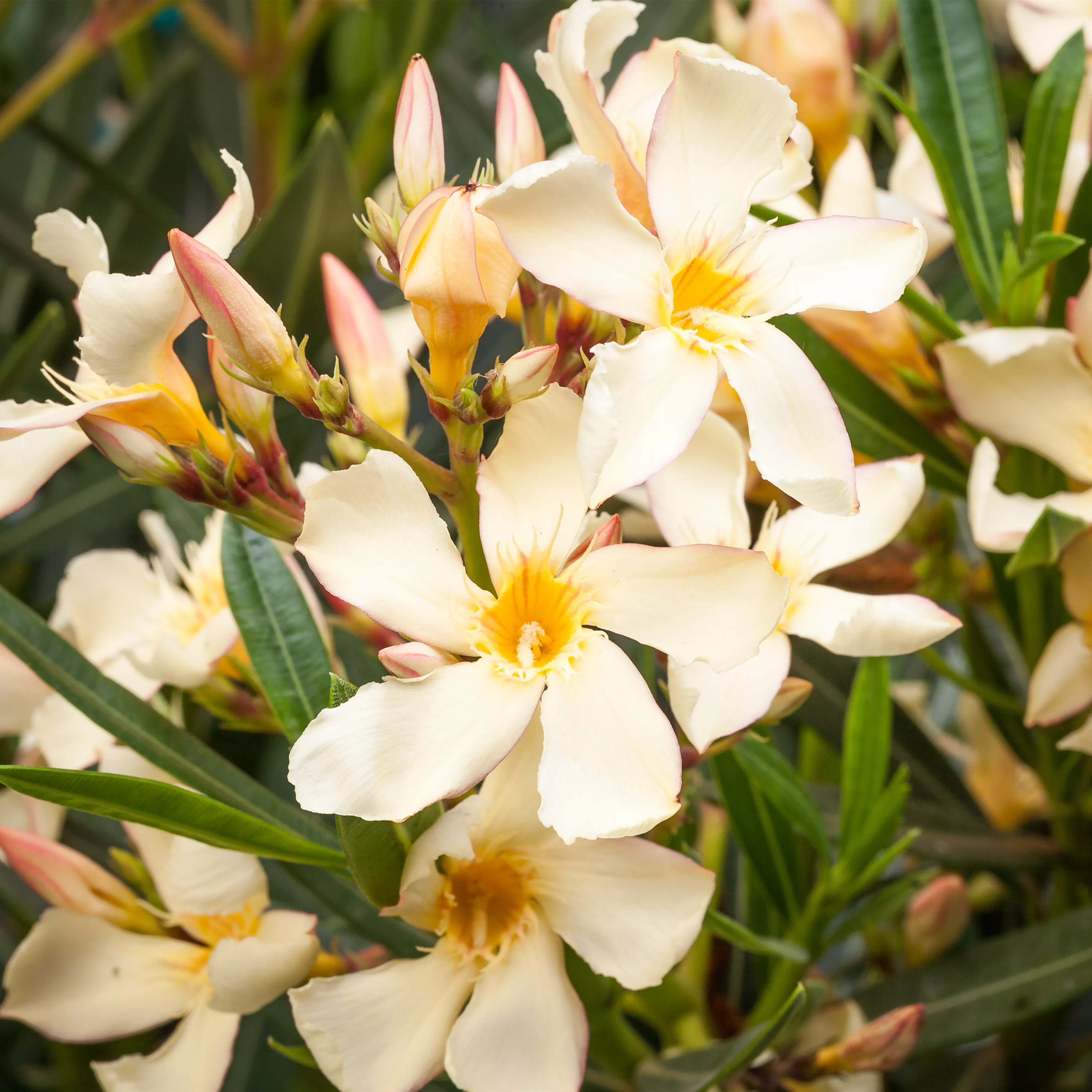 Oleander – Blütenpracht bei richtiger Pflege