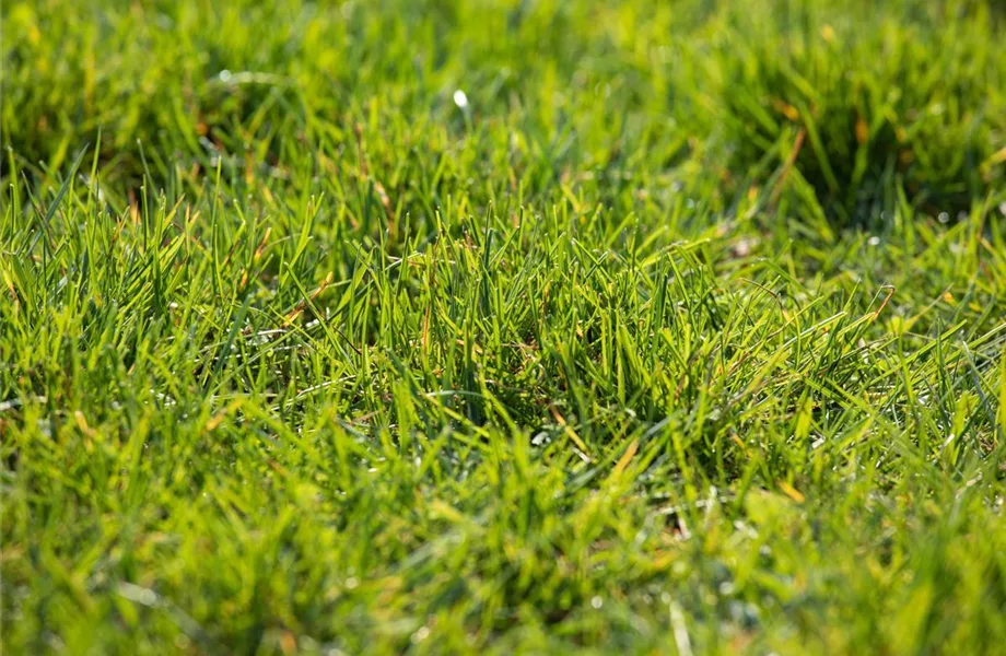 Der Rasen – grasgrün und rundum gesund