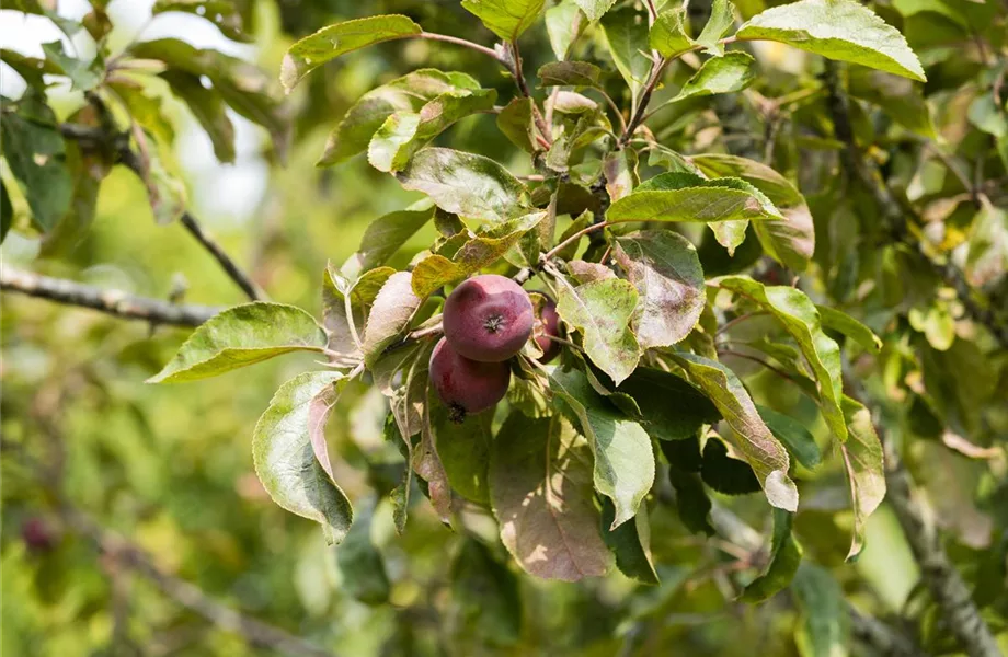 Obstbäume veredeln – frische neue Früchte