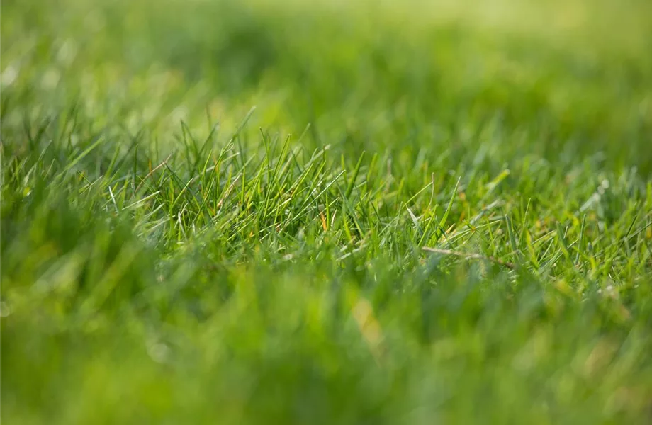 Der Rasen – grasgrün und rundum gesund