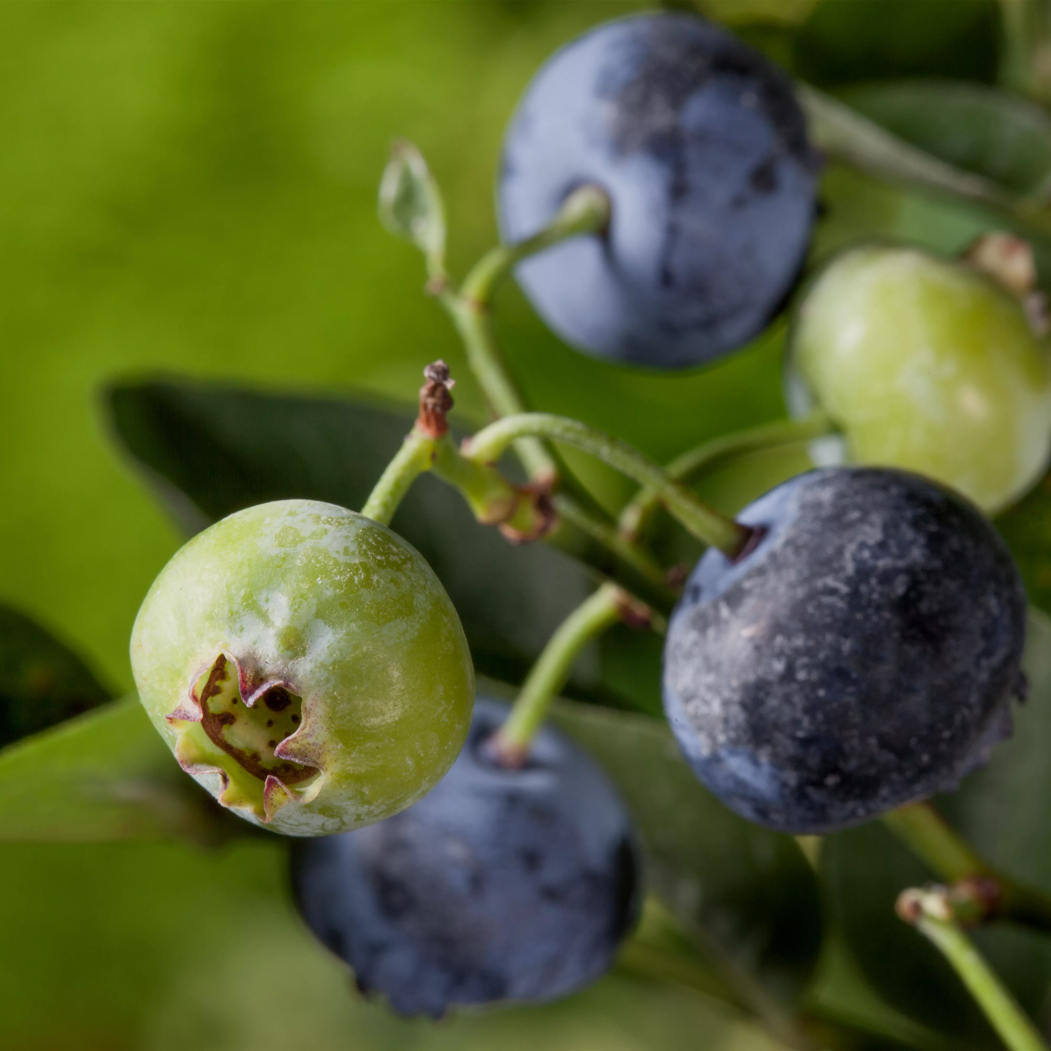 Heidelbeeren – die blauen Super-Beeren