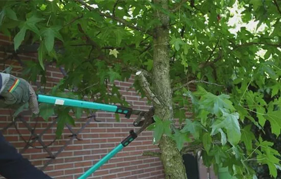 Weigela 'Naomie Campbell' R