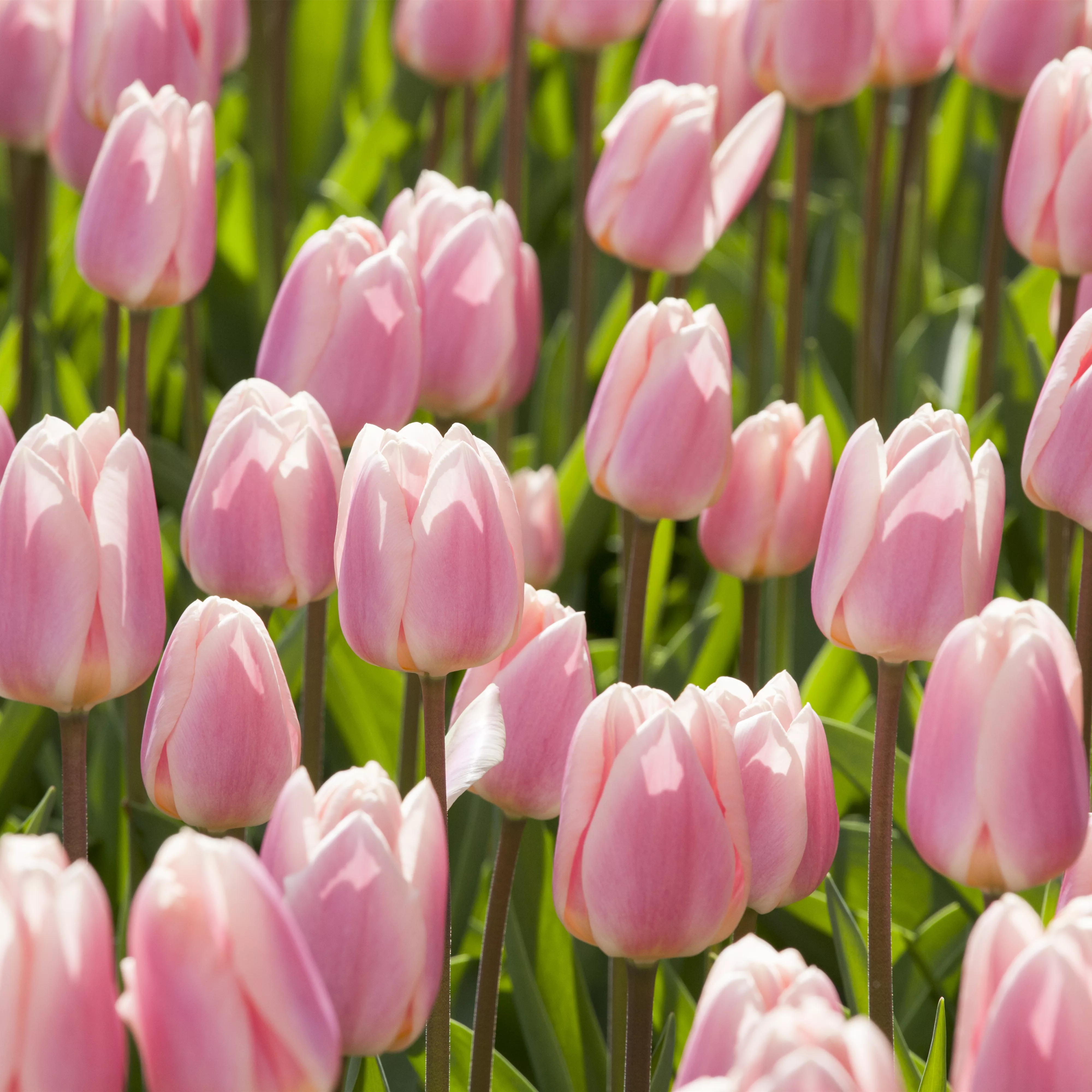 Triumph-Tulpen pflanzen – Farbenspiel im Blumenbeet
