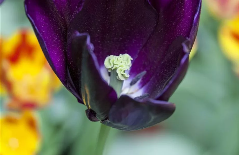 Tulpen pflanzen: Farbe für den Frühling