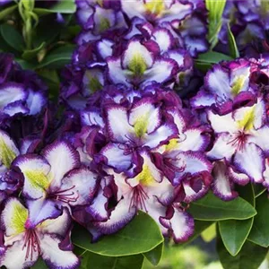 Rhododendron Hybr.&#39;Happy Dendron&#39; Pushy Purple