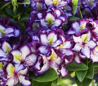 Rhododendron Hybr.'Happy Dendron' Pushy Purple