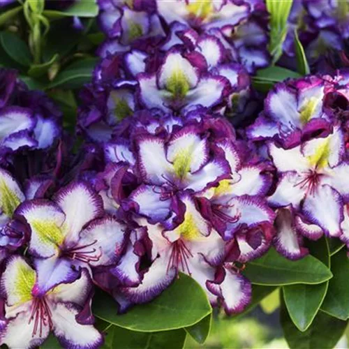 Rhododendron Hybr.'Happy Dendron' Pushy Purple