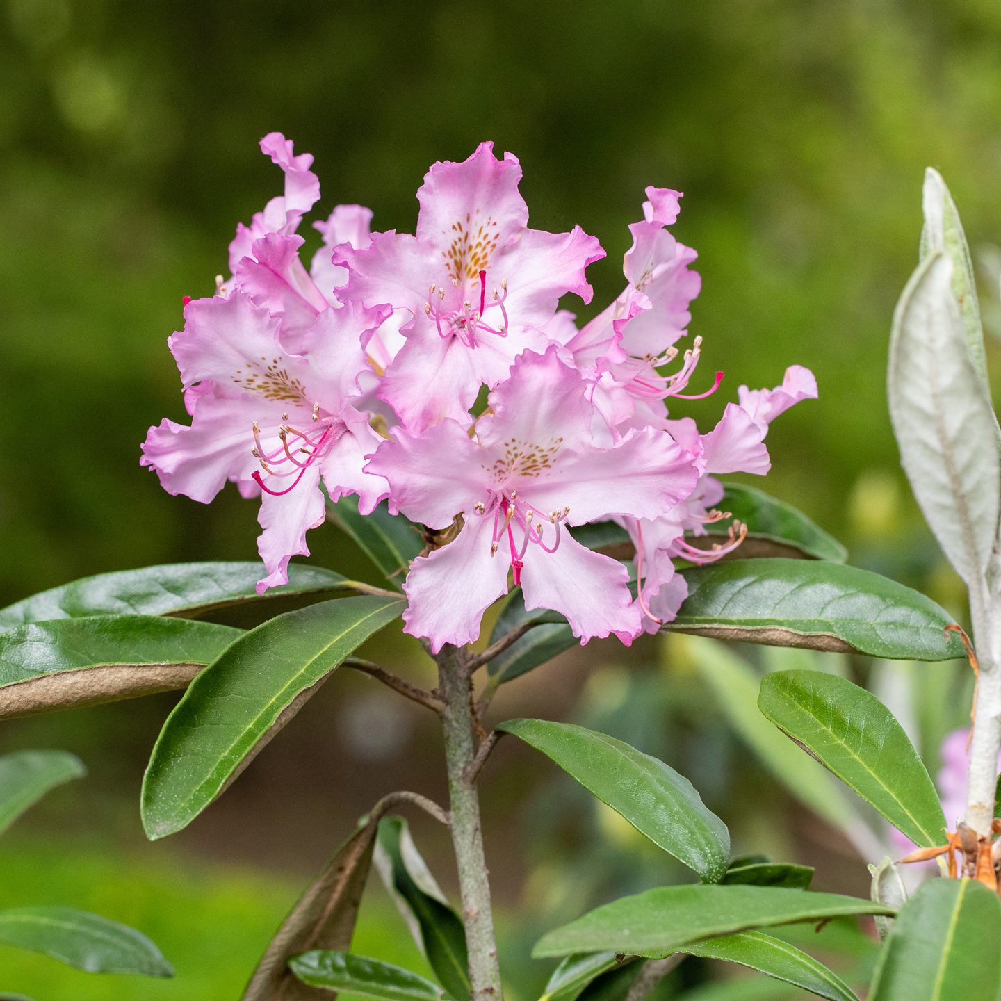Rhododendron Hybr.'Le Progres'