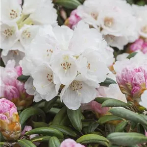 Rhododendron yak.&#39;Koichiro Wada&#39; II