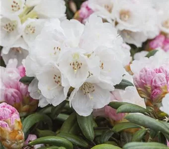 Rhododendron yak.'Koichiro Wada' II