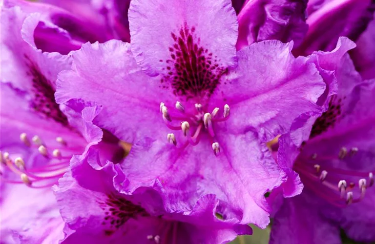 Rhododendron Hybr.'Azurro' II