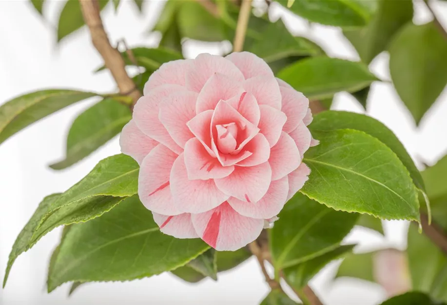 Camellia japonica 'Bonomiana', Japanische Kamelie 'Bonomiana ...