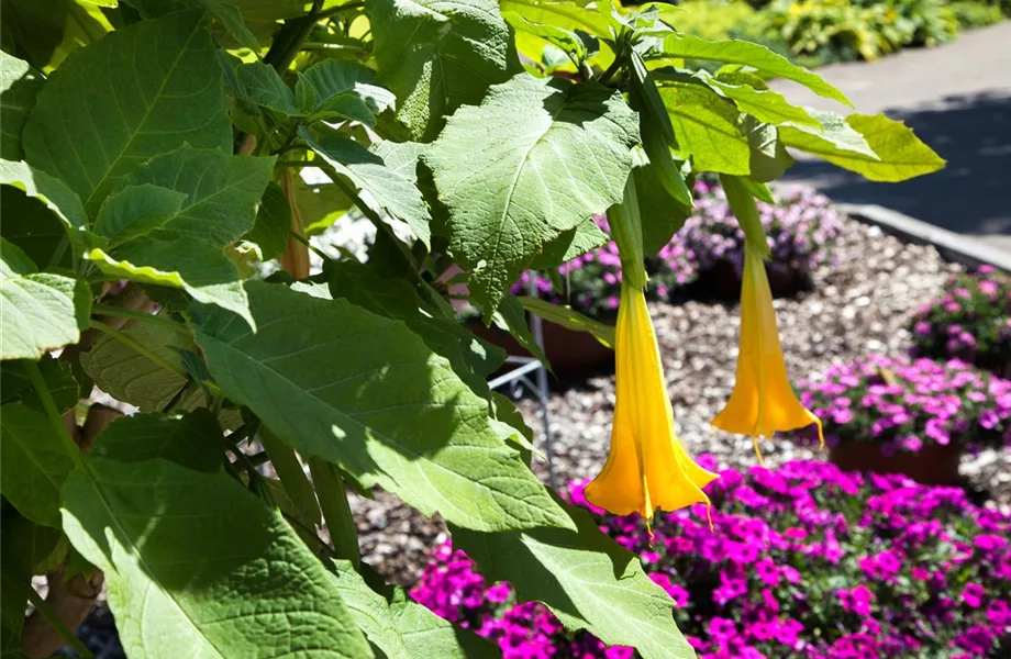 Die Exoten im Garten Pflanzenhof Plum