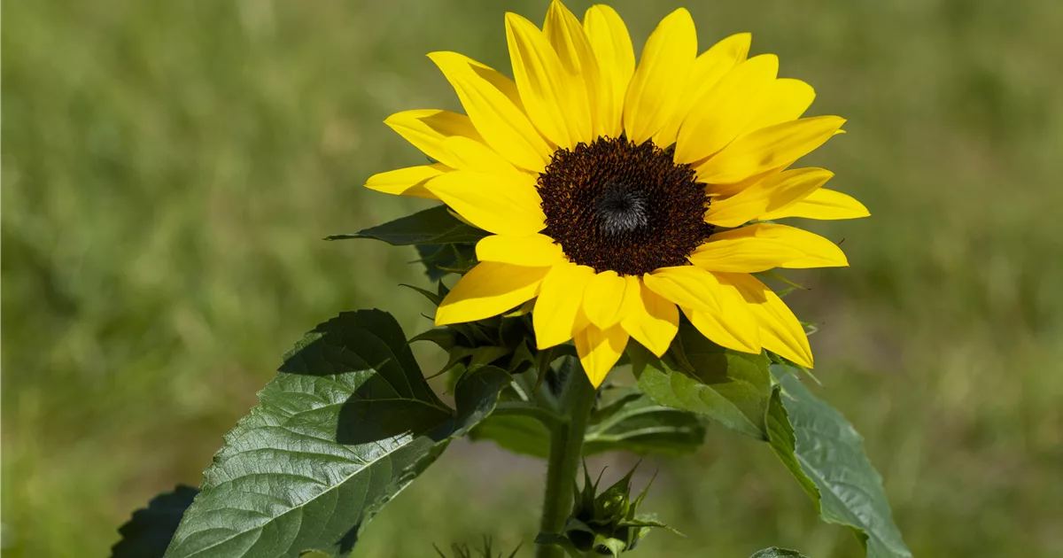 Sonnenblume richtig einpflanzen Pflanzenhof Plum