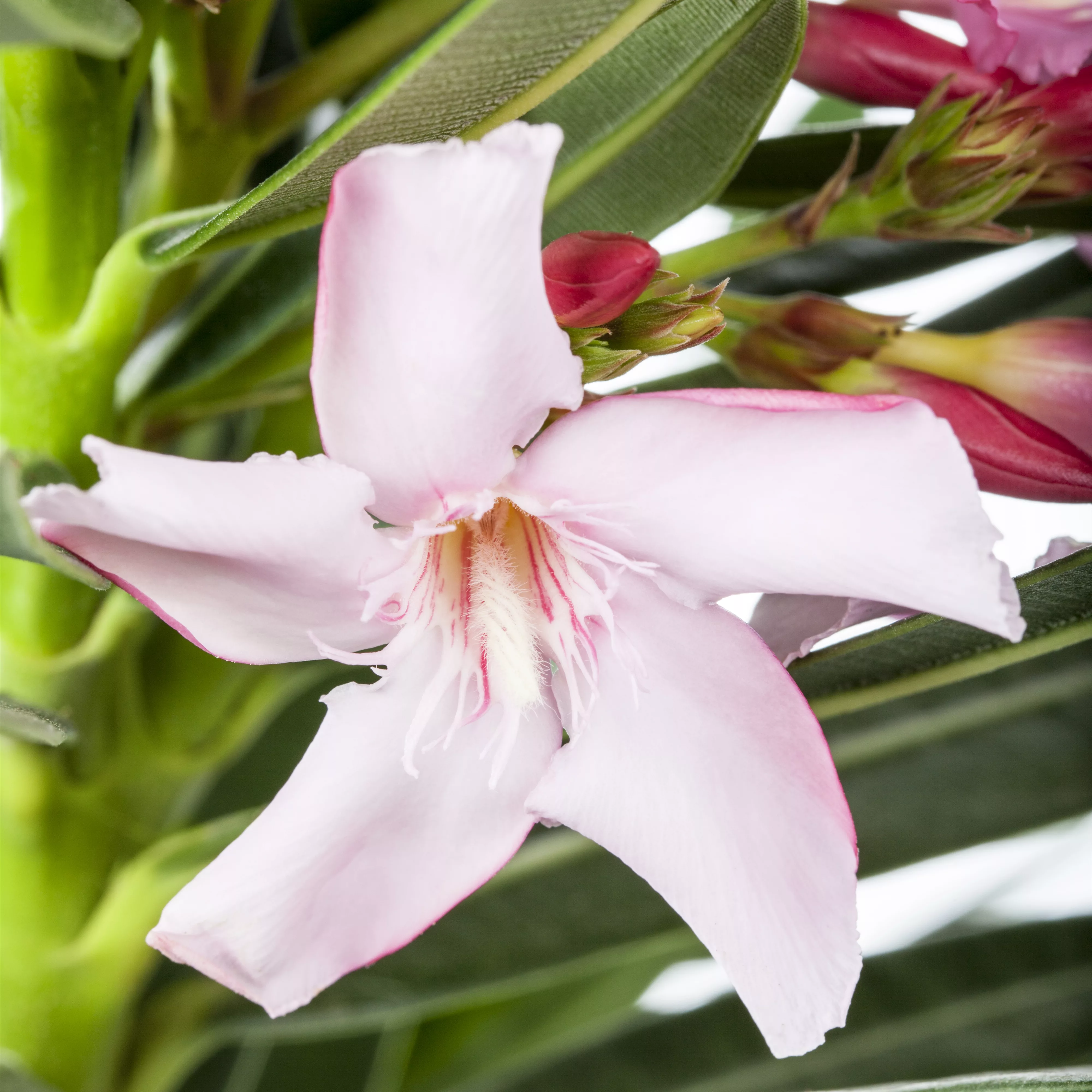 Wie Schneide Ich Meinen Oleander Im Herbst Oleander schneiden - Pflanzenhof Plum