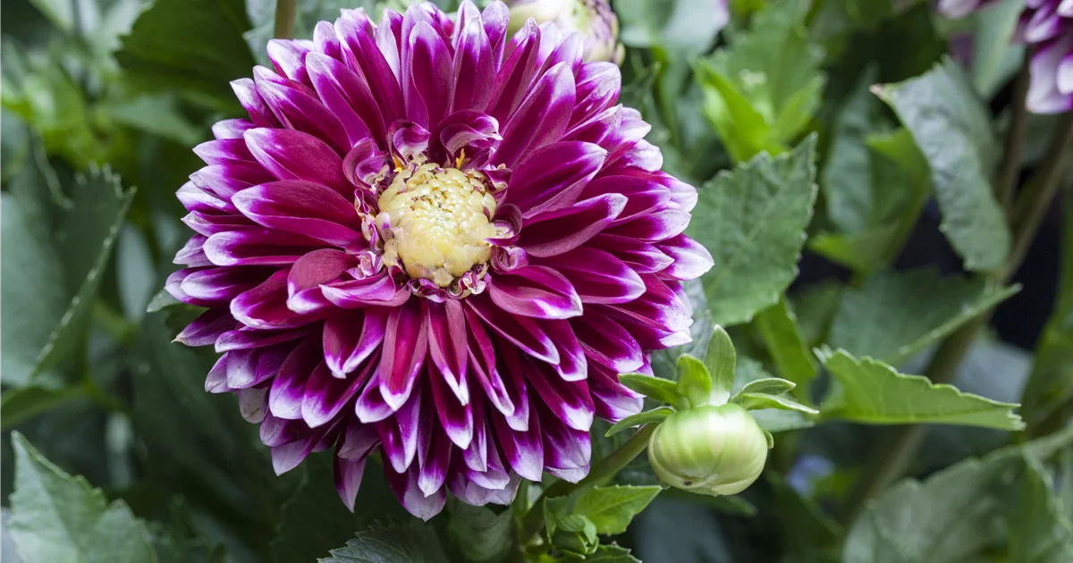 Dahlien nicht zu früh ausgraben Pflanzenhof Plum