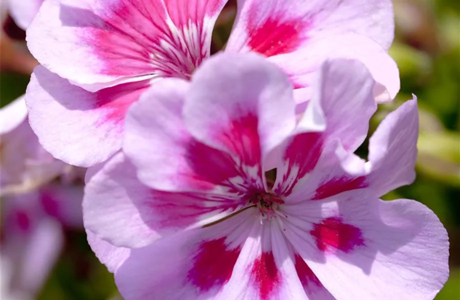 Winterschlaf für Geranien und Fuchsien Pflanzenhof Plum