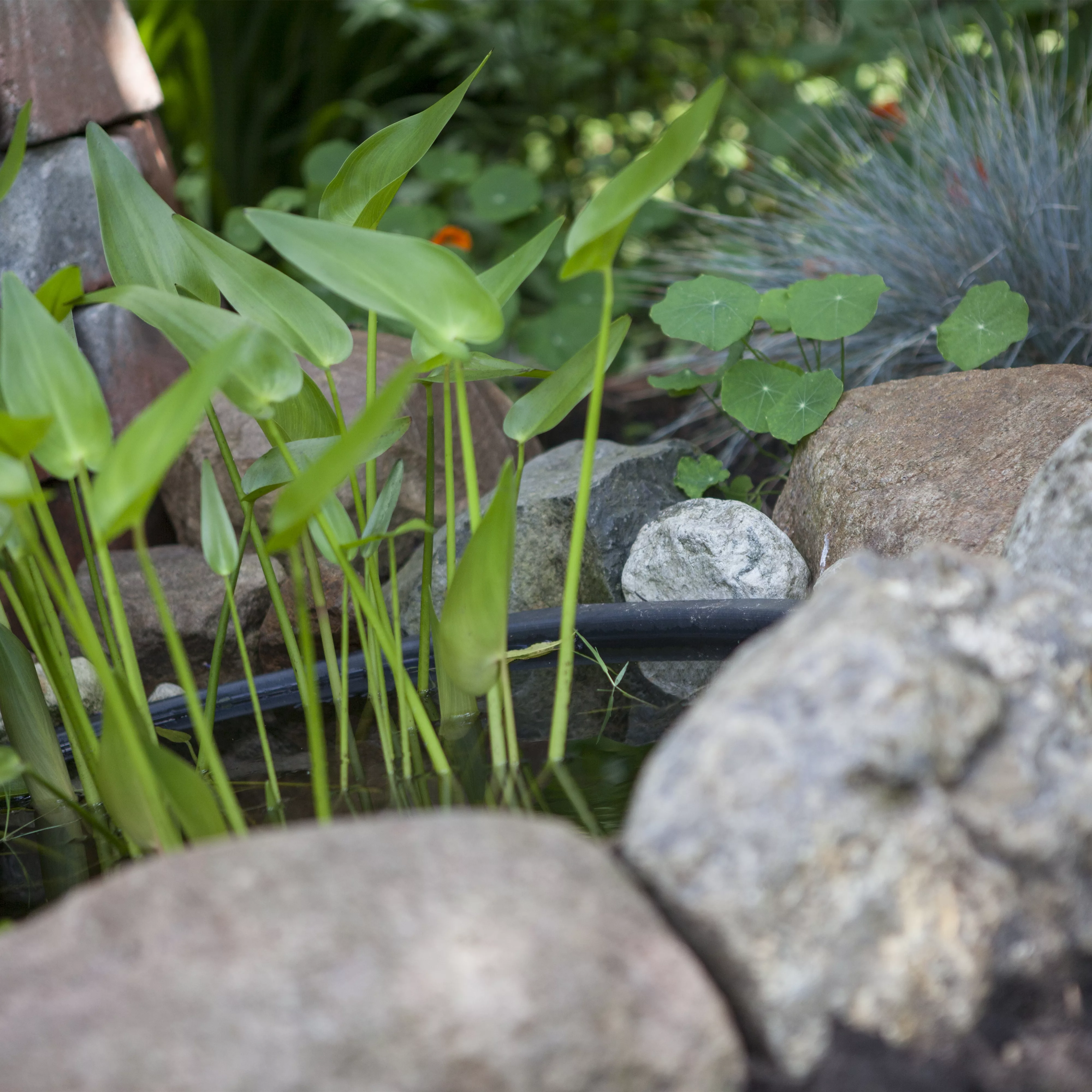Voll im Trend Der Indoorteich Pflanzenhof Plum