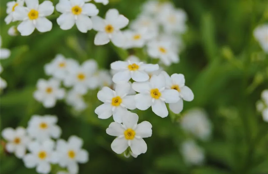 Dauerblühende Pflanzen Pflanzenhof Plum