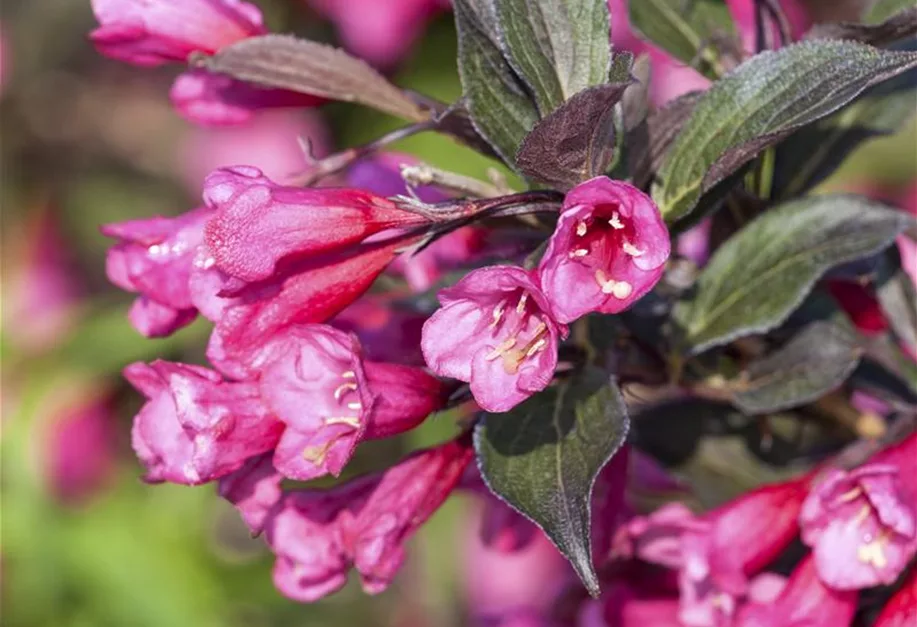 Weigela florida 'Victoria', Weigelie 'Victoria' Pflanzenhof Plum