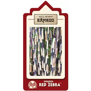 Fargesia spec. &#39;Red Zebra&#39; -R-