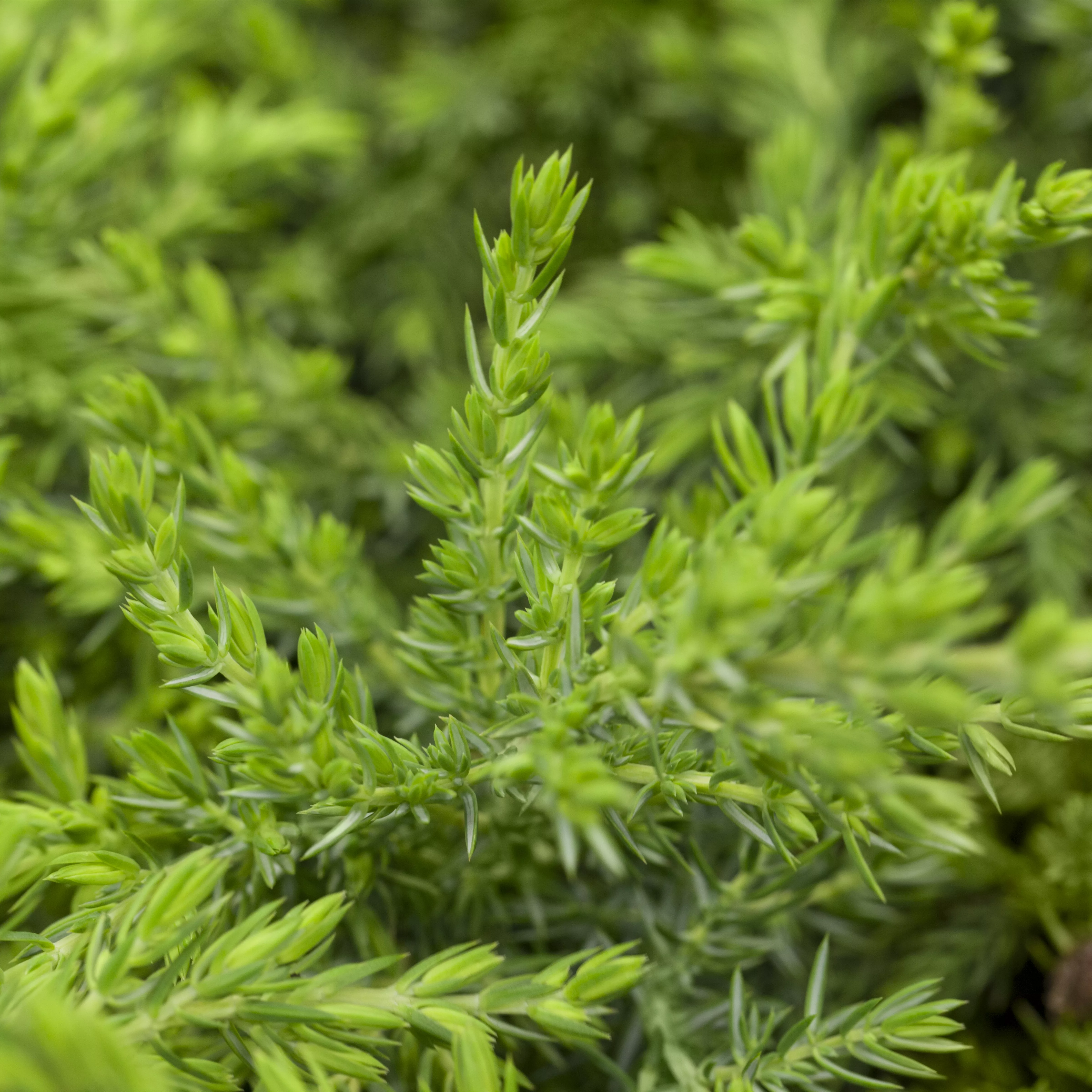 Juniperus com.'Green Mantle'