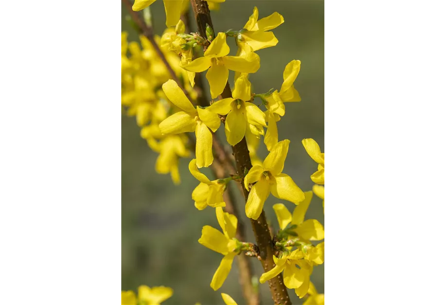 Forsythia x intermedia 'Mindor' R, GartenForsythie 'Mindor' R