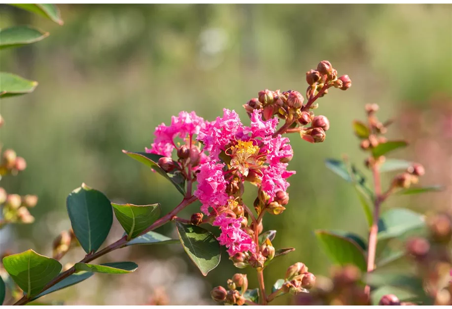Lagerstroemia indica 'Hopi', Chinesische Kräuselmyrte Pflanzenhof Plum