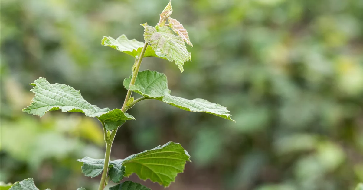 Corylus colurna, Baumhasel Pflanzenhof Plum