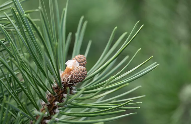 Pinus uncinata 'La Cabana'