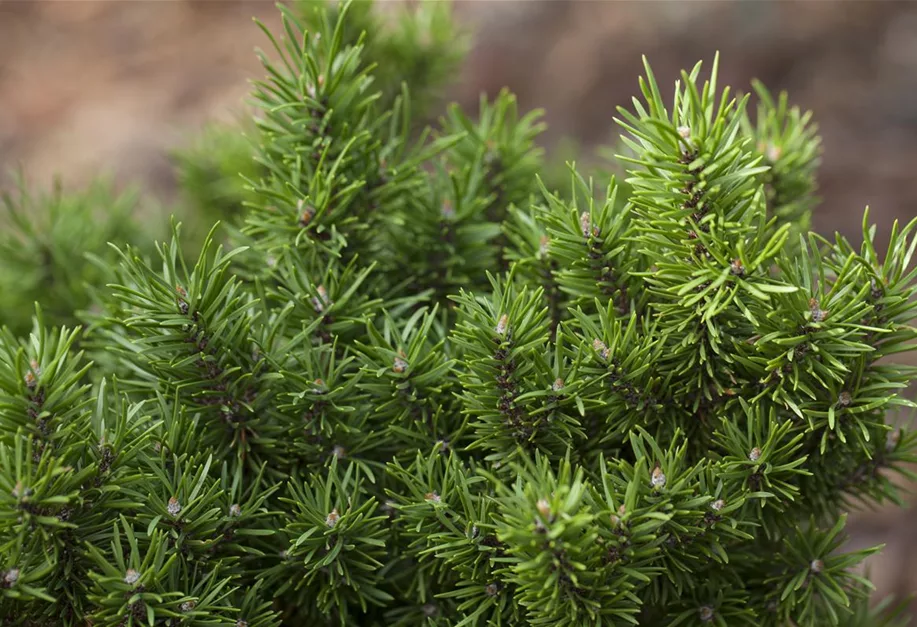 Pinus banksiana, Strauchkiefer Pflanzenhof Plum
