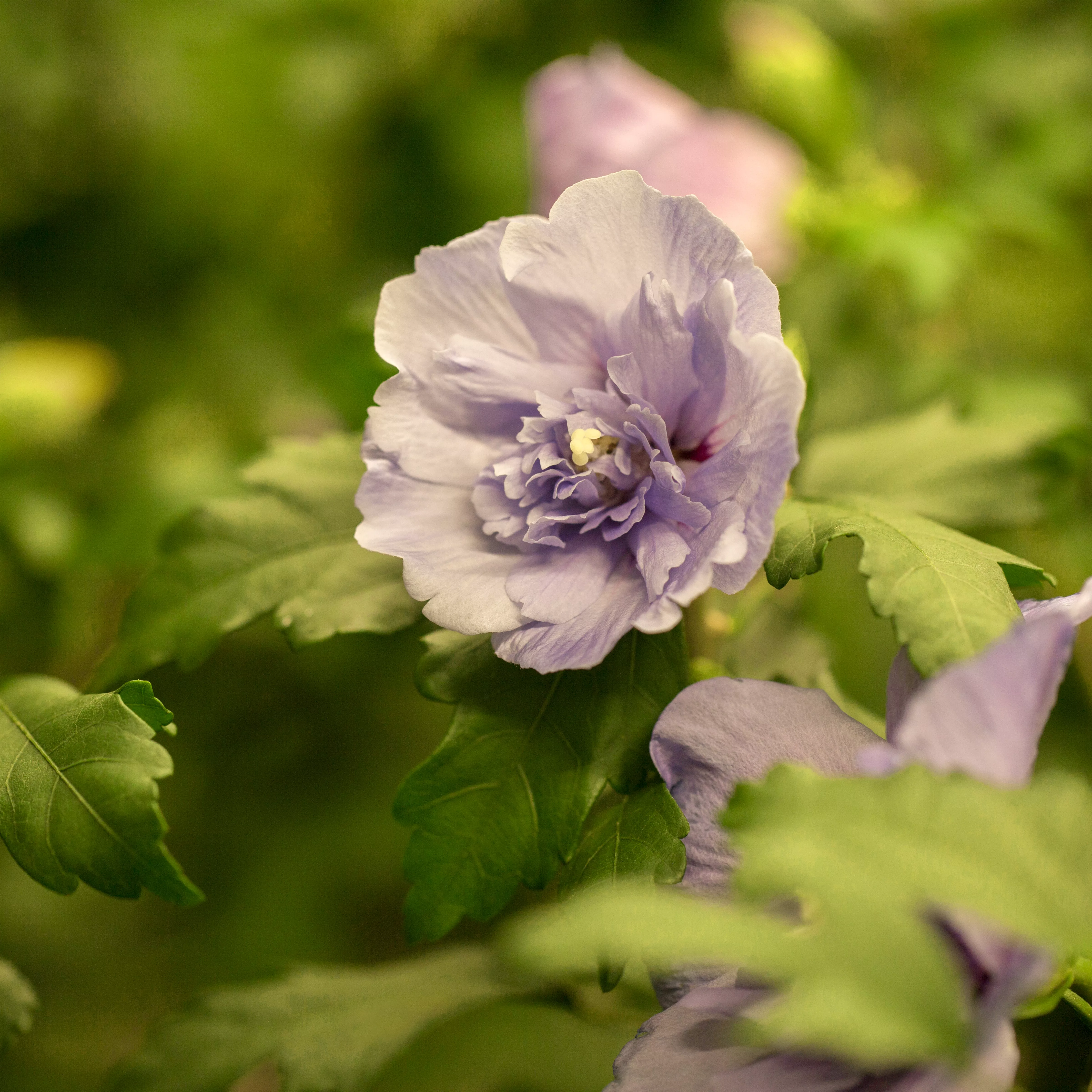 Hibiscus syriacus 'Lavender Chiffon' -R-