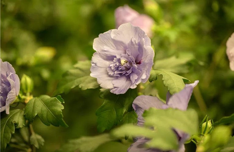 Hibiscus syriacus 'Lavender Chiffon' -R-