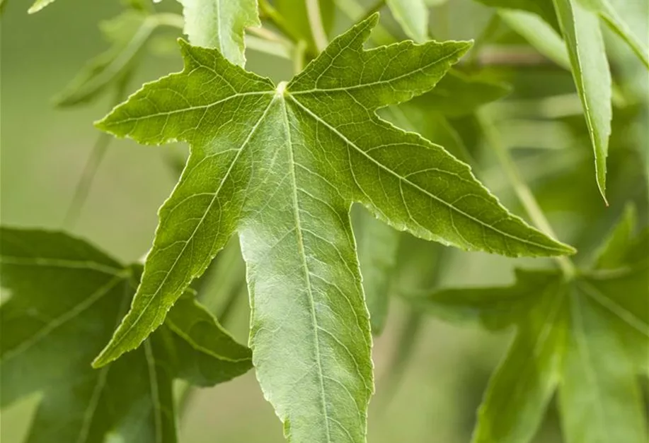 Liquidambar styraciflua, Amerikanischer Amberbaum Pflanzenhof Plum