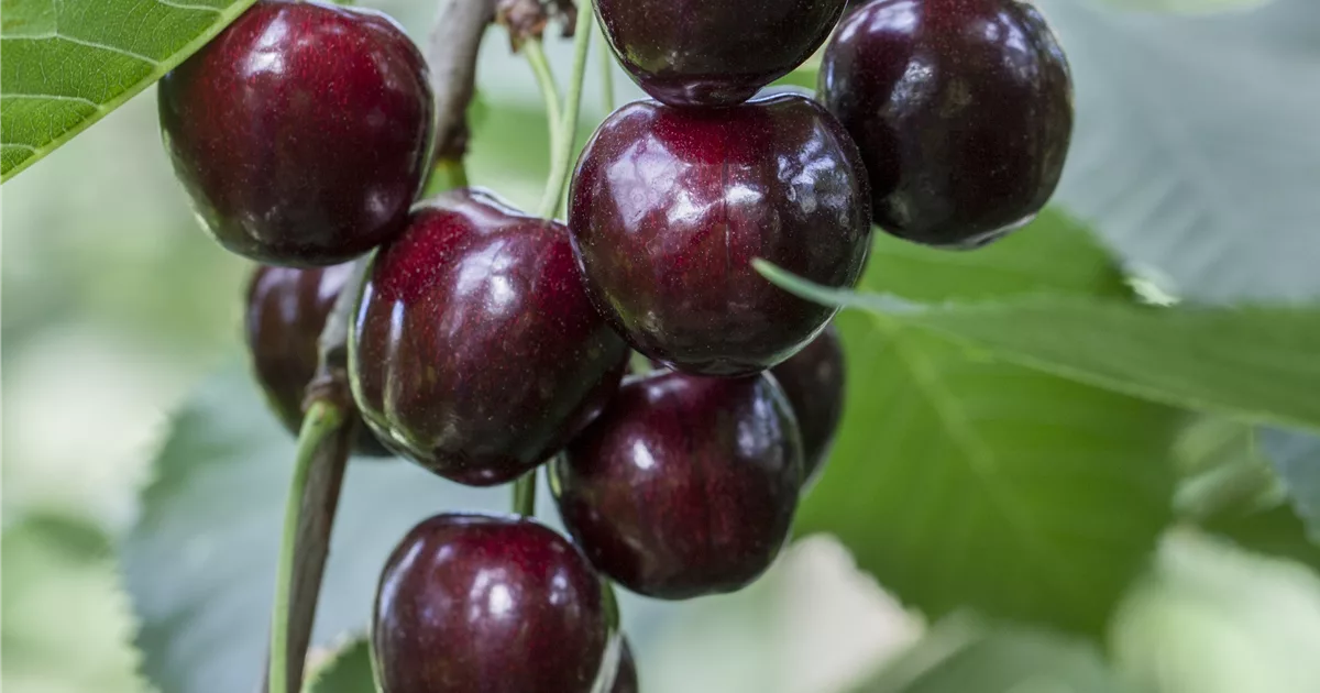 Prunus av.'Regina' CAC, Süßkirsche 'Regina' 7.KW Pflanzenhof Plum