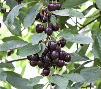 Prunus cer.'Schattenmorelle' CAC