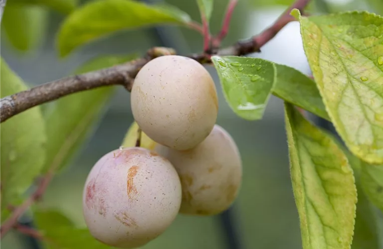 Prunus syr.'Von Nancy' CAC