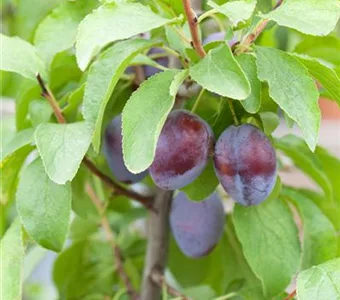 Prunus dom.'Hanita' -S- CAC