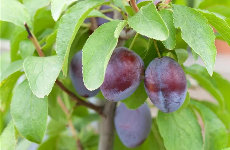 Prunus dom.'Hanita' -S- CAC