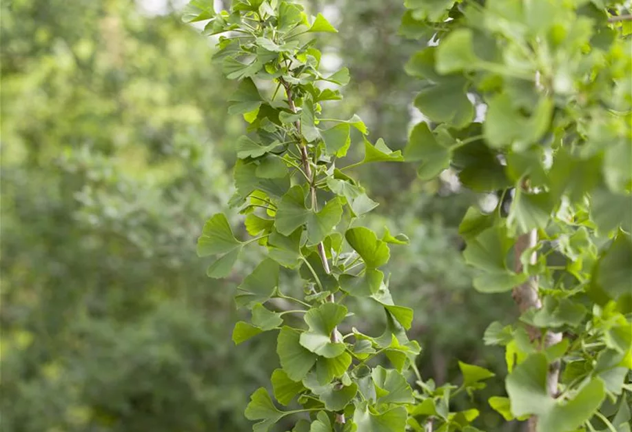 Ginkgo biloba, Fächerblattbaum - Pflanzenhof Plum