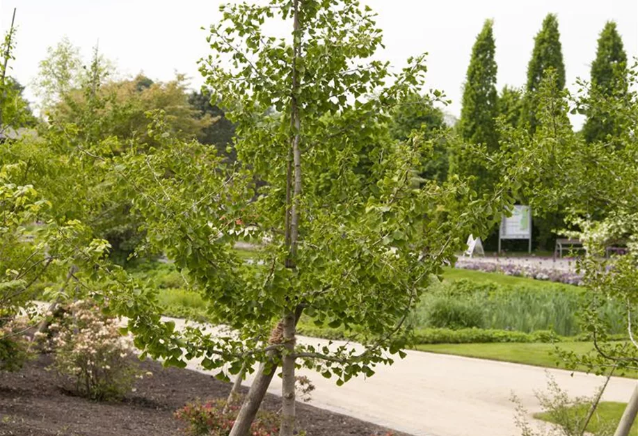 Ginkgo biloba, Fächerblattbaum - Pflanzenhof Plum