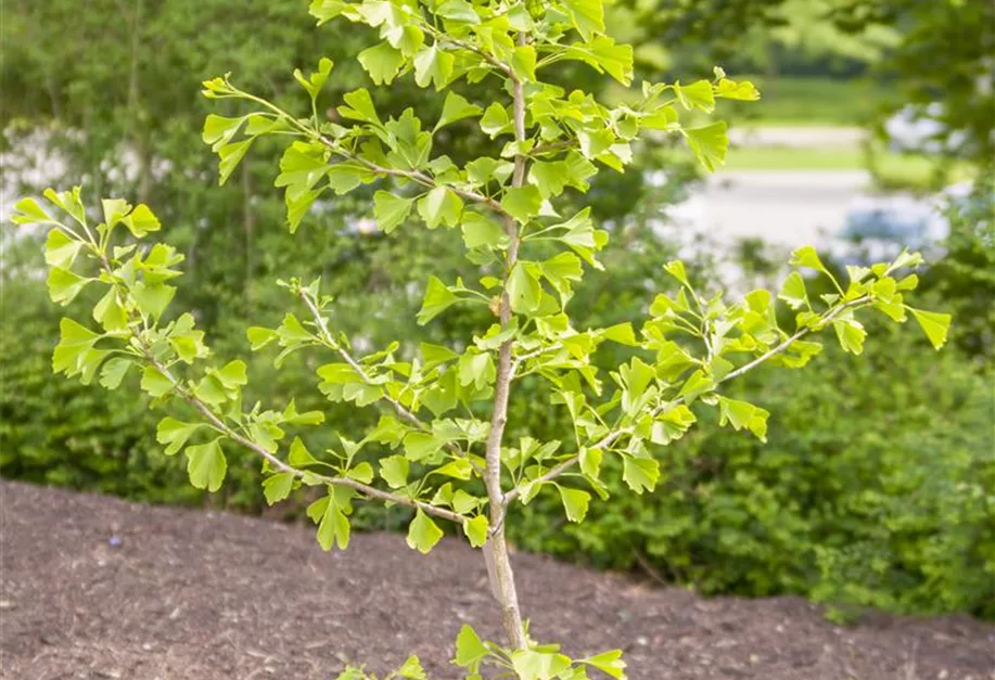 Plum Pflanzenhof - Ginkgo biloba, Fächerblattbaum