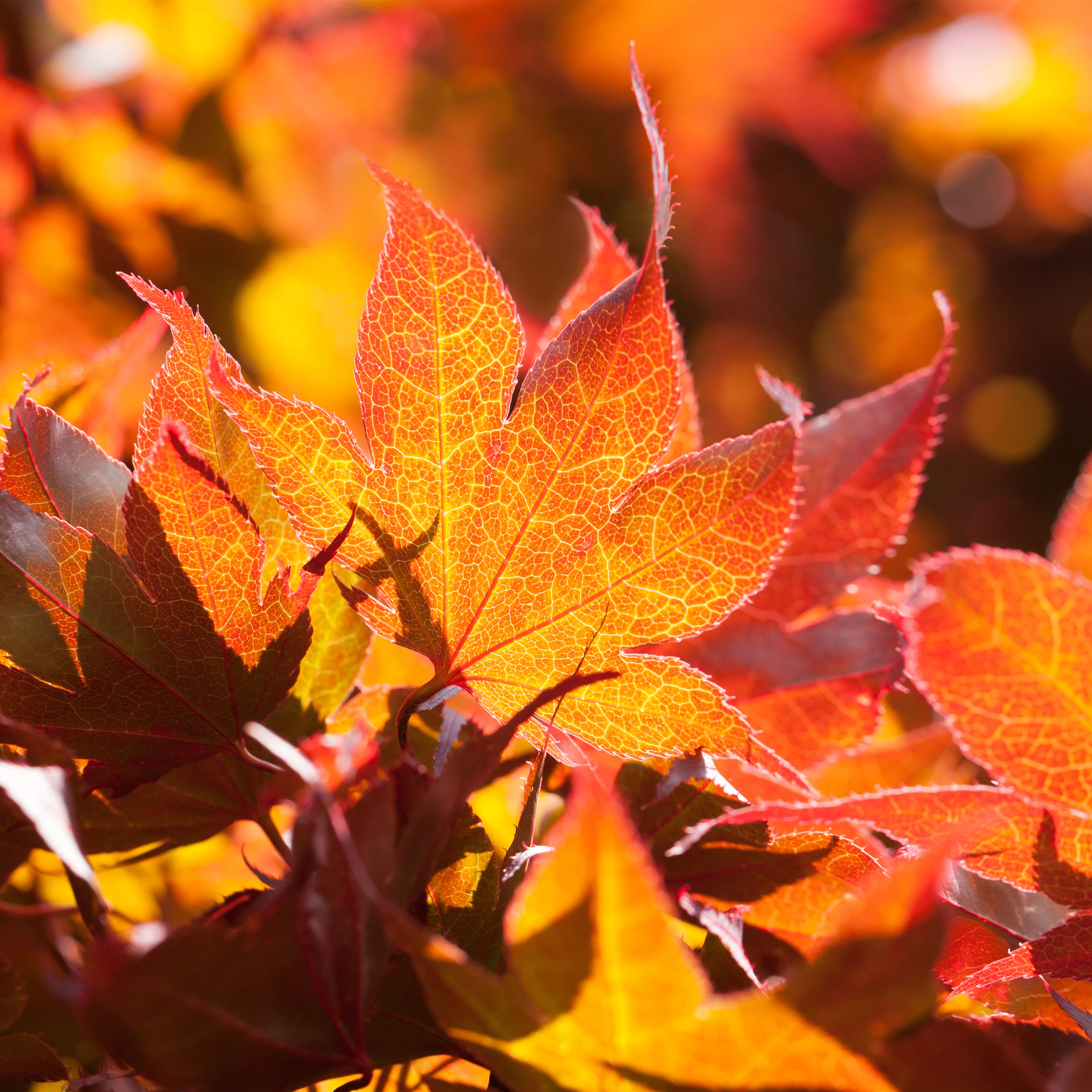 Der herbstliche Garten schön in Form Pflanzenhof Plum