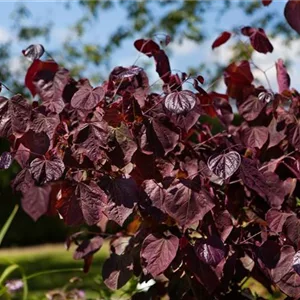 Cercis canadensis &#39;Forest Pansy&#39;