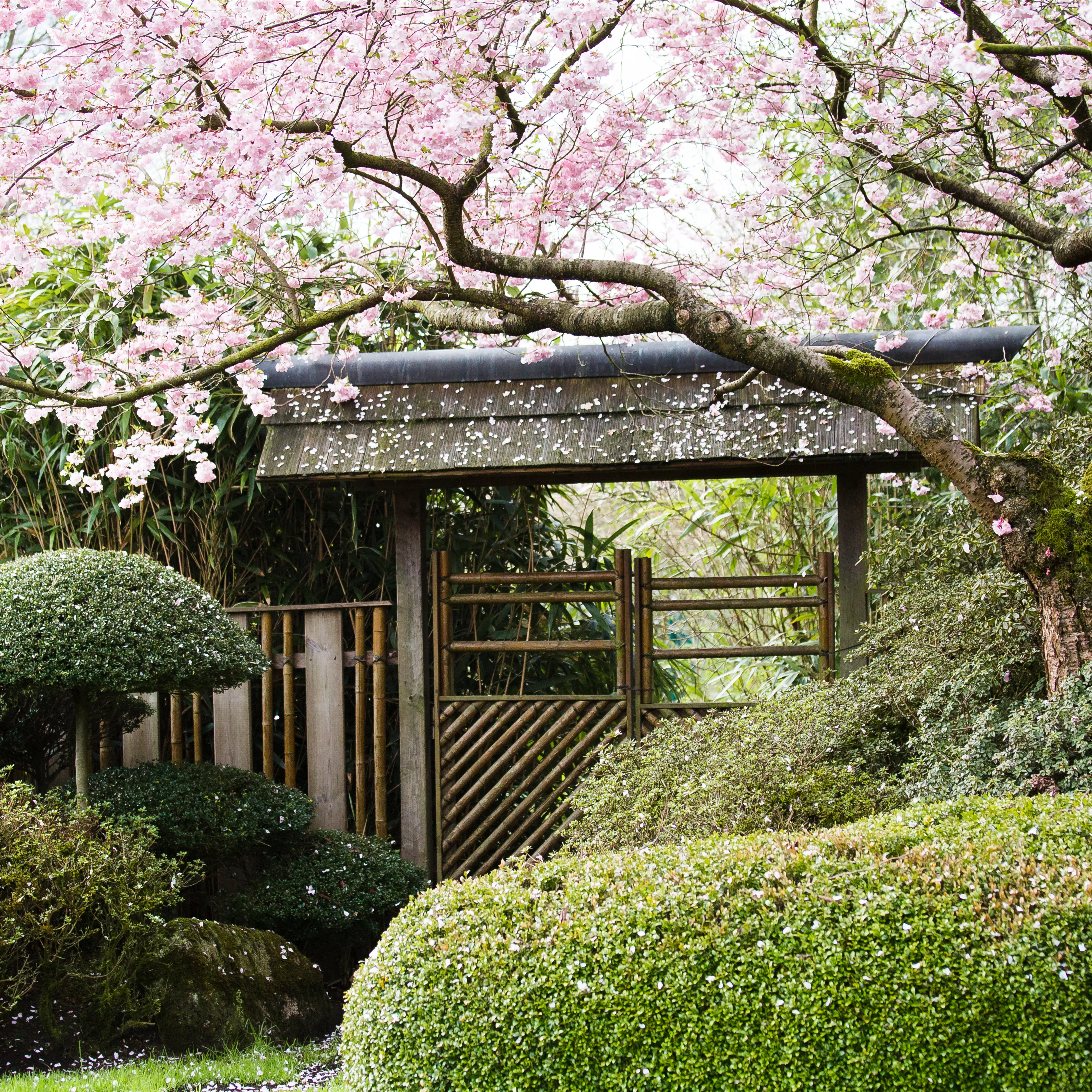 Ruhe und Erholung im japanischen Garten