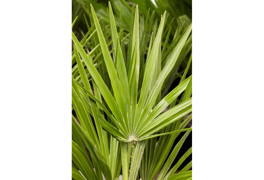 Hanfpalme