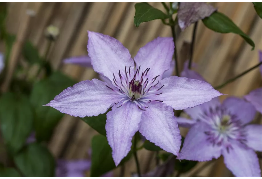 Waldrebe 'Hagley Hybrid'