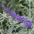 Buddleja davidii 'Nanho Blue'