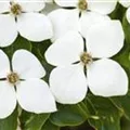 Cornus kousa 'White Fountain'